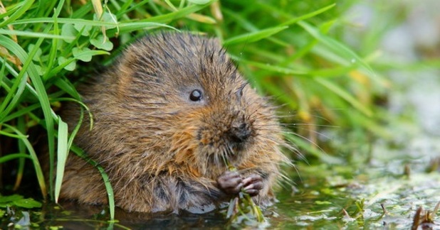 Water vole (c) Peter Trimming